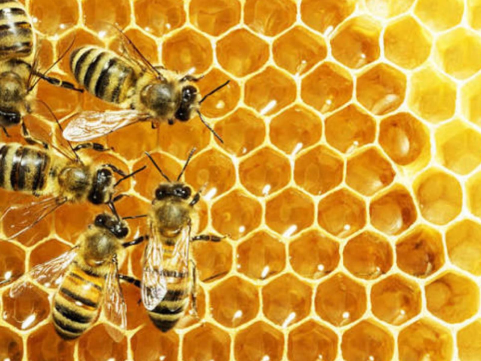 Nuevo Berlín se prepara para la Fiesta de la Miel