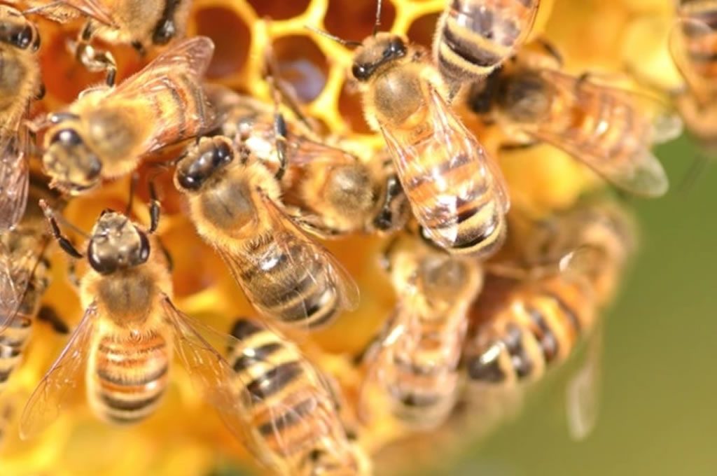 Se viene la 'Fiesta de la Miel' en Nuevo Berlín